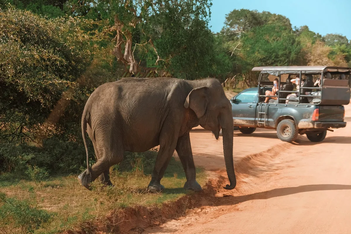 Wilpattu National Park Safari