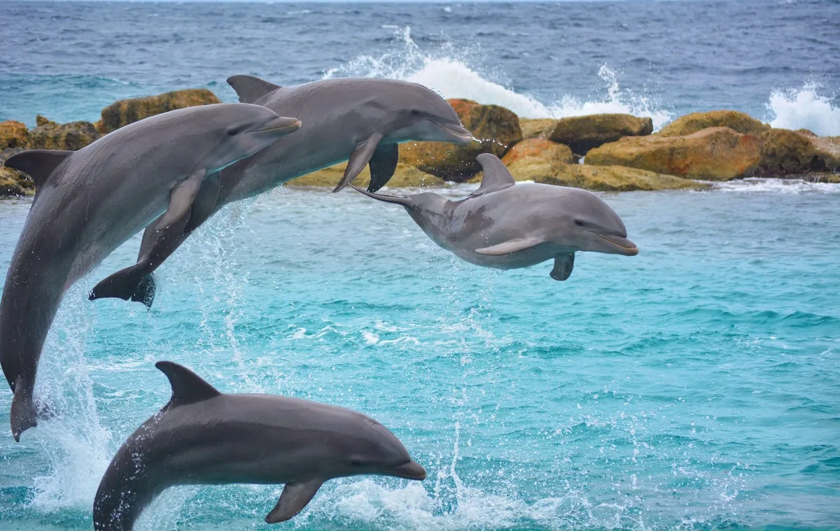 Kalpitiya Dolphin & Whale Watching